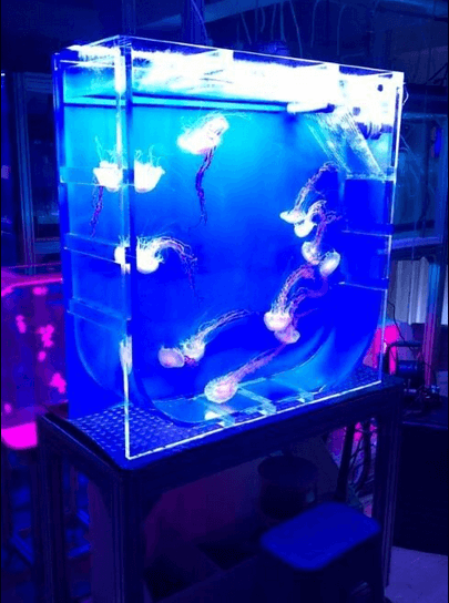 Live Jellyfish Aquarium