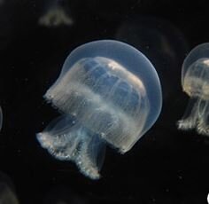 cannonball-jellyfish1