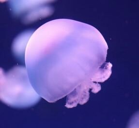 cannonball-jellyfish2