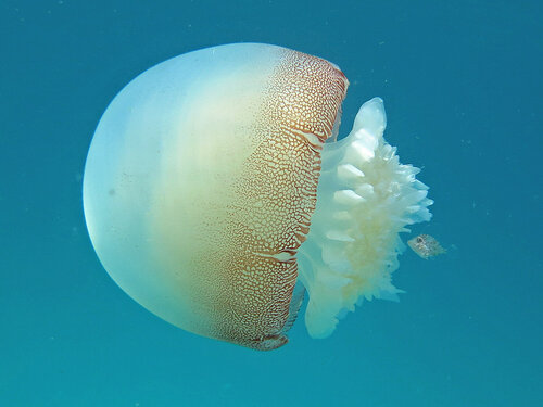 cannonball-jellyfish3