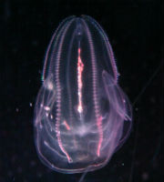 comb-jellyfish2