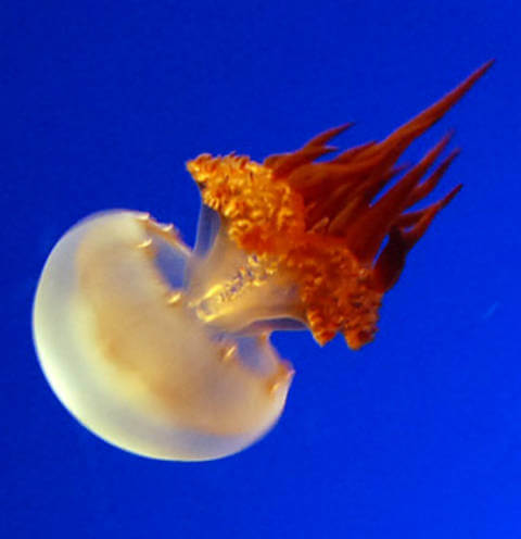 flame-jellyfish2