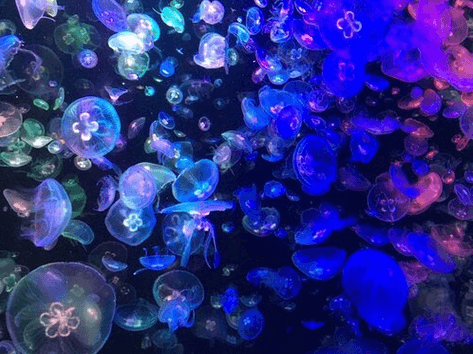 Light for Jellyfish