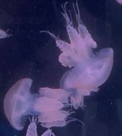 marbled-jellyfish1
