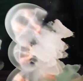 marbled-jellyfish3