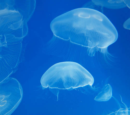 moon-jellyfish1