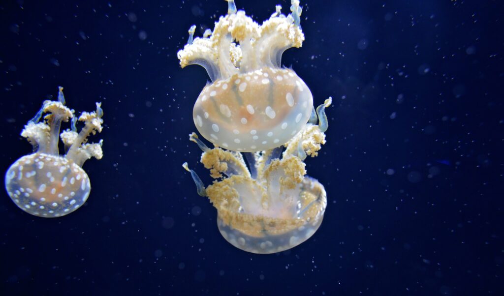 Amber Wolfe Jellyfish