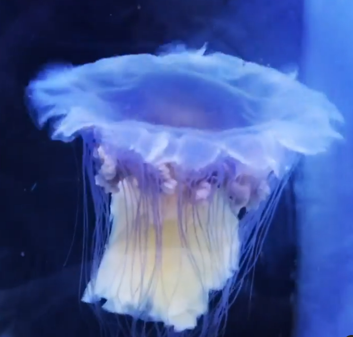 Blue jellyfish Cyanea lamarckii