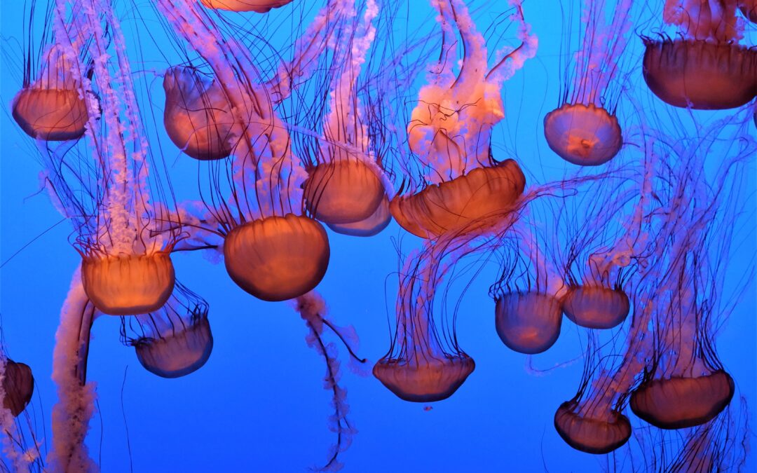 How to Keep Jellyfish?