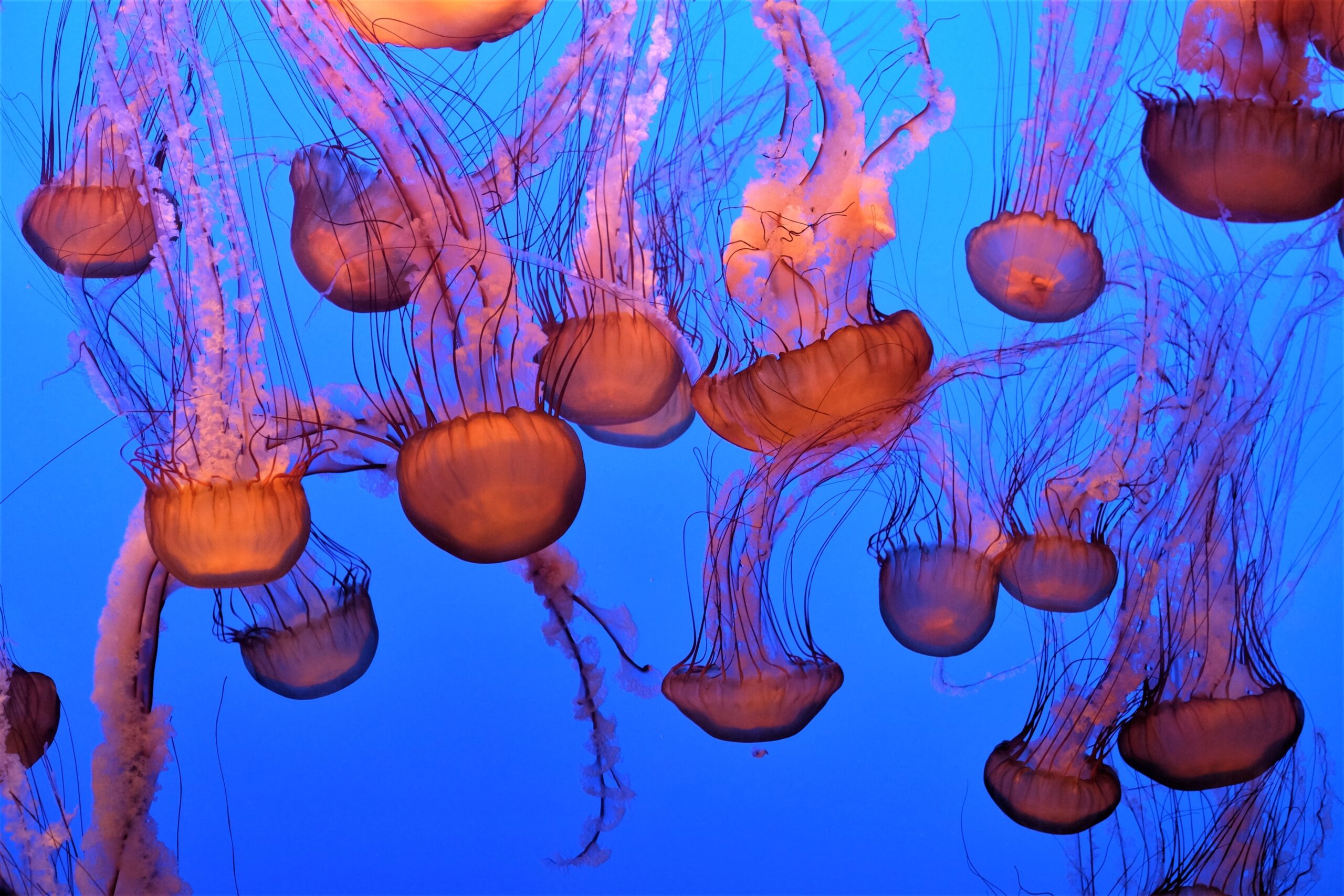 Pacific sea nettle Chrysaora fuscescens