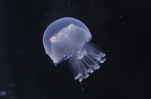 BARREL JELLYFISH (Rhizostoma pulmo)