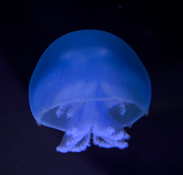 CANNONBALL JELLYFISH (Stomolophus meleagris)