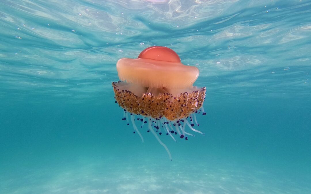 HOW MANY SPECIES OF JELLYFISH ARE IN THE WORLD?