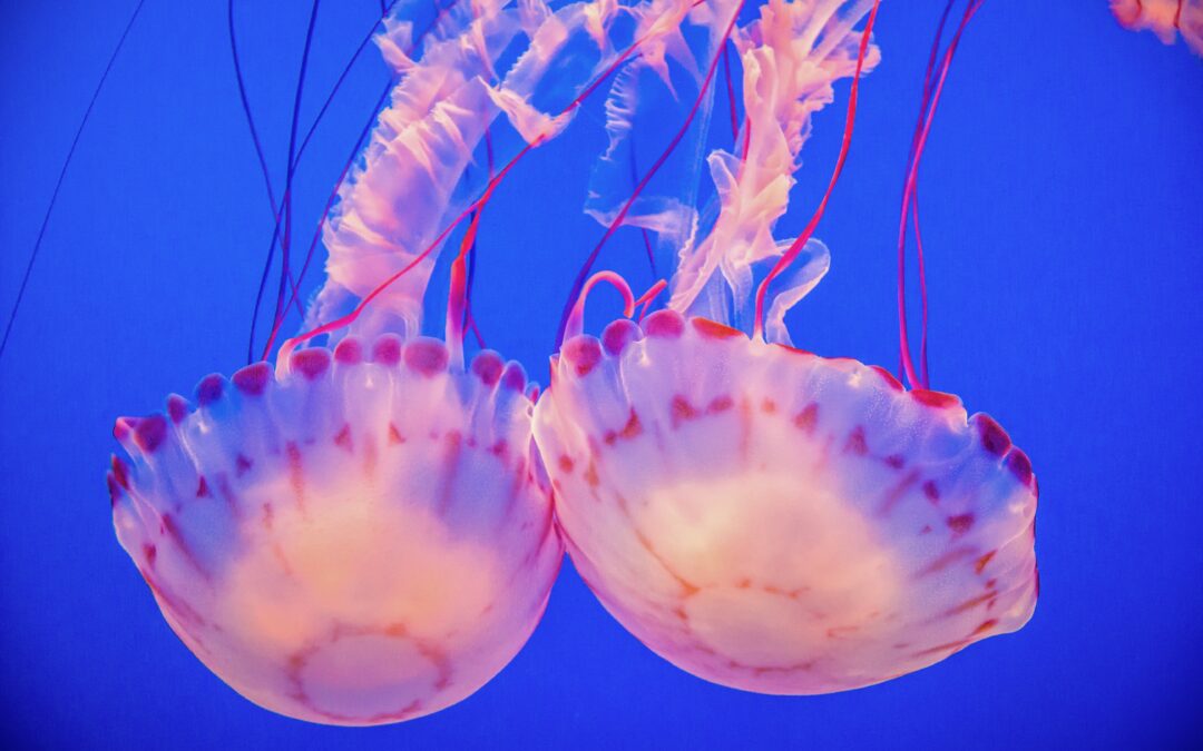 The Mesmerizing Beauty of Keeping Jellyfish in Aquariums