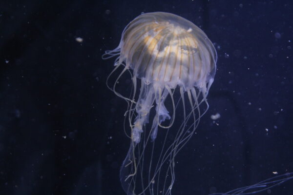 JAPANESE SEA NETTLE (Chrysaora pacifica)