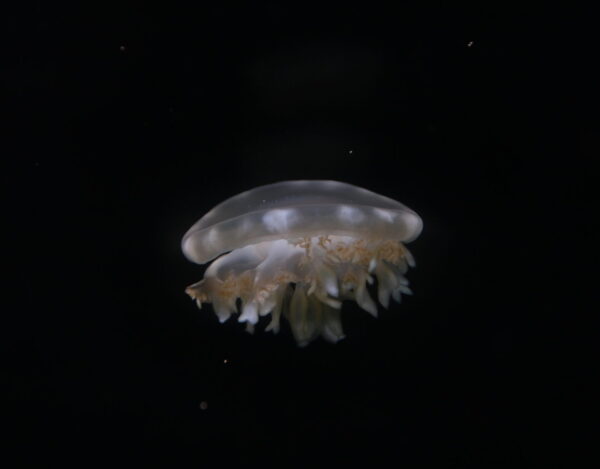 UPSIDE-DOWN JELLYFISH (Cassiopea sp.)