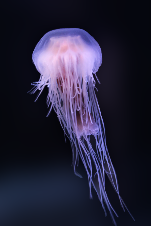 DWARF LIONS MANE (Cyanea versicollor)