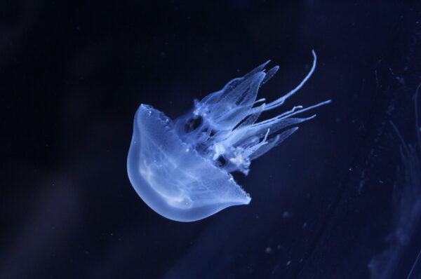 ICICLE JELLYFISH (Rhopilema asamushi)