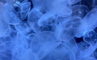 Moon Jellyfish care guide