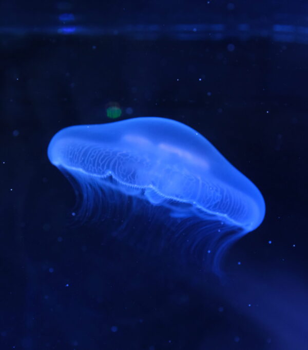 MOON JELLYFISH (Aurelia aurita)