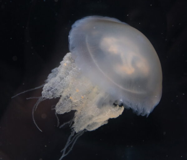 MARBLED JELLYFISH (Lynchnoriza lucerna)