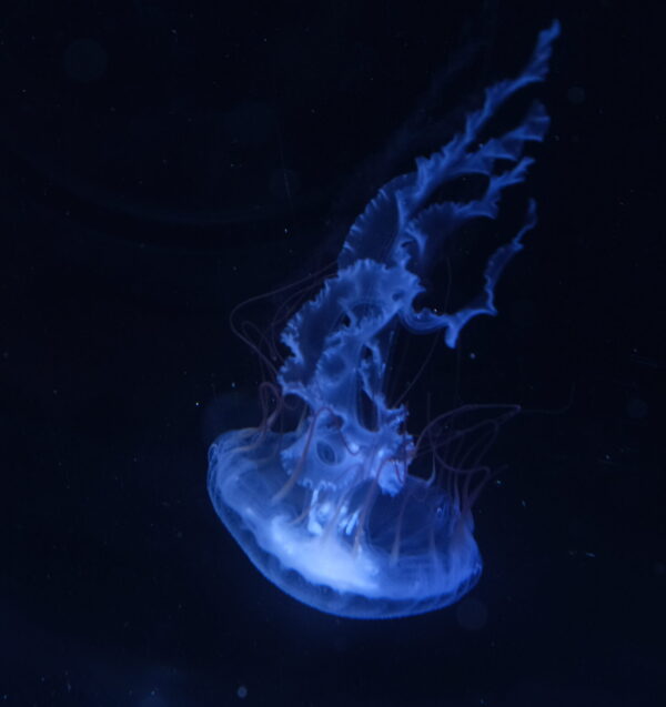 SOUTH AMERICAN SEA NETTLE (Chrysaora plocamia)