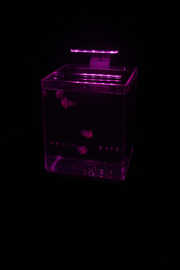 All-In-One Jellyfish Aquarium - Image 5