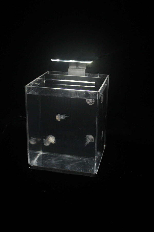 All-In-One Jellyfish Aquarium