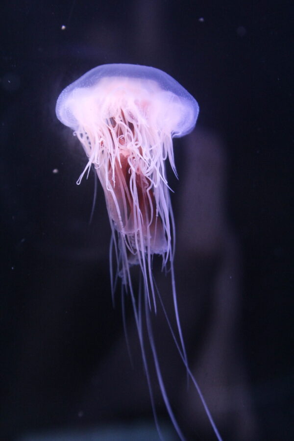 DWARF LIONS MANE (Cyanea versicollor) - Image 3