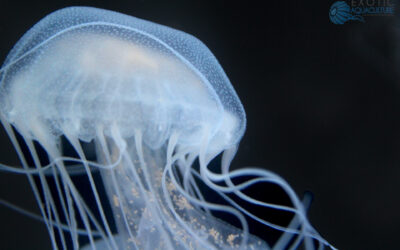 Atlantic Sea Nettle Careguide