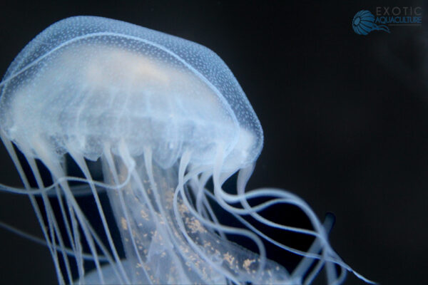 ATLANTIC SEA NETTLE (Chrysaora quinquecirrha) - Image 2