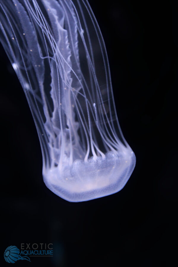 ATLANTIC SEA NETTLE (Chrysaora quinquecirrha)