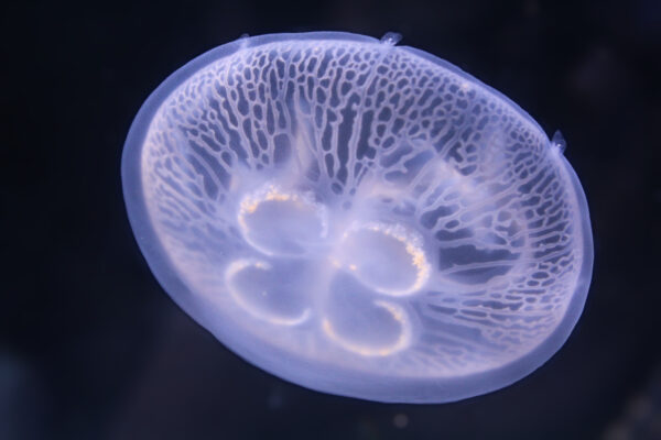 MOON JELLYFISH (Aurelia aurita) var. Hawai'i