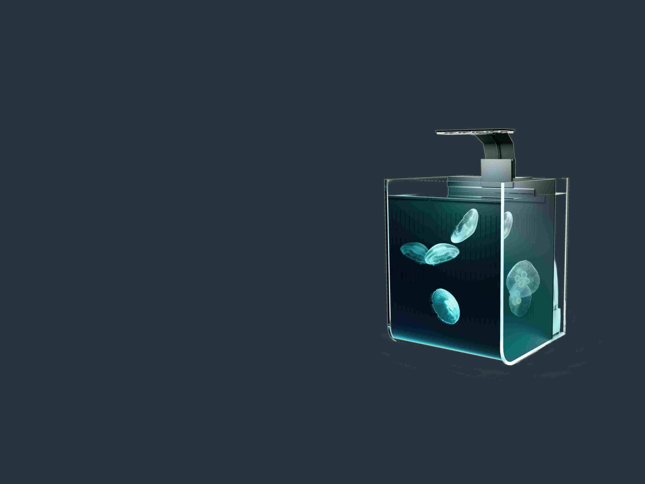 All-in-one jellyfish aquarium with moon jellies