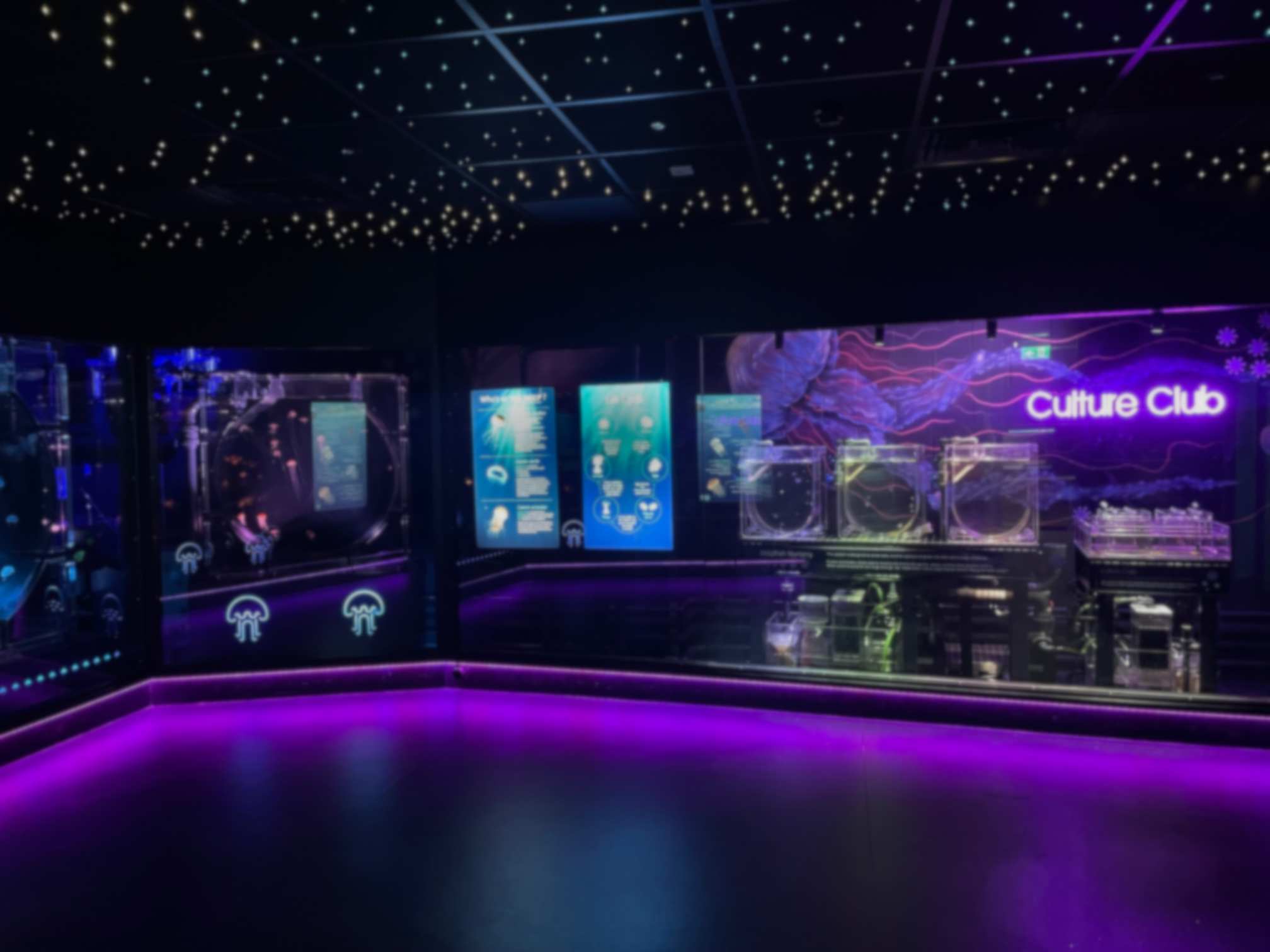 Custom jellyfish display wall in a lounge