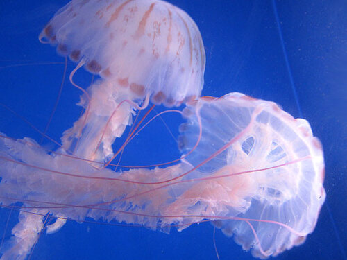 purple-striped-jellyfish1