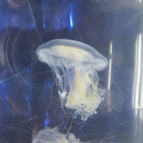 egg-yolk-jellyfish1