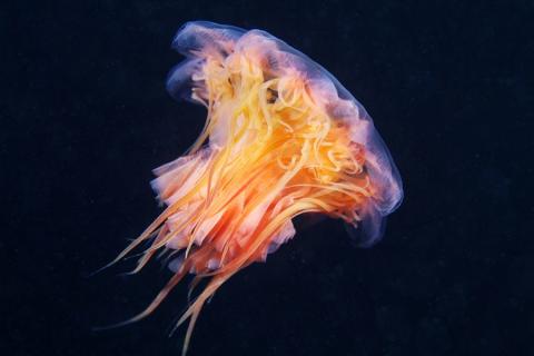 lions-mane-jellyfish2