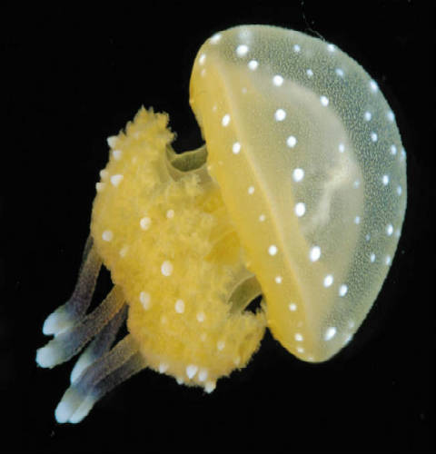 australian-spotted-jellyfish2