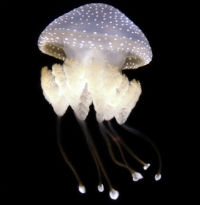 australian-spotted-jellyfish3