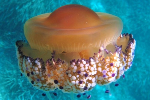mediterranean-jellyfish2