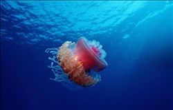 crown-jellyfish1
