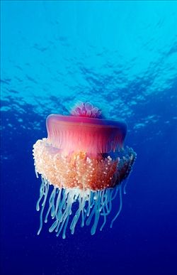 crown-jellyfish2