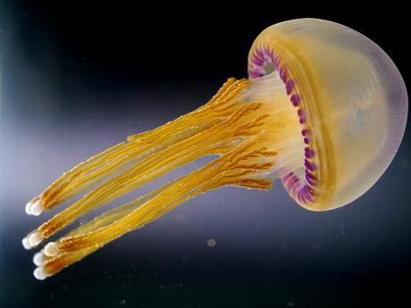 violet-jellyfish1