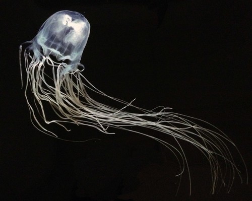 box-jellyfish2
