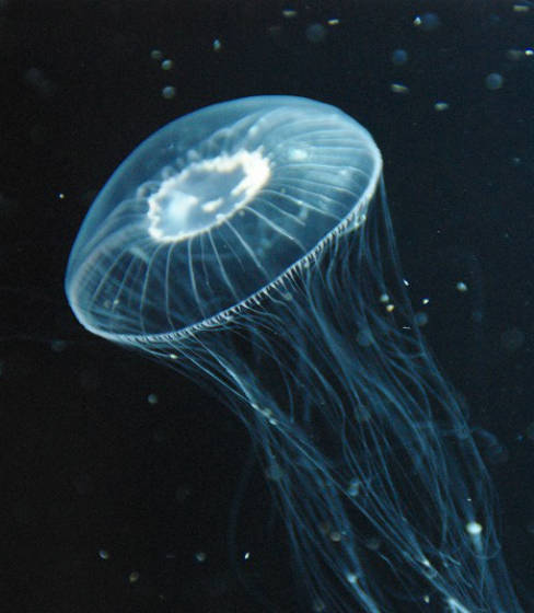 crystal-jellyfish1