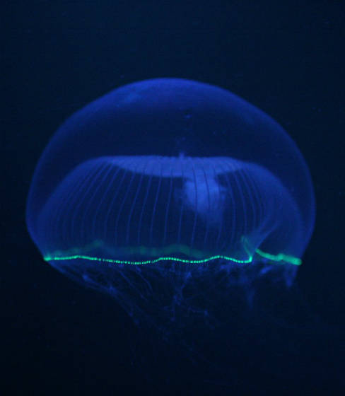 crystal-jellyfish2