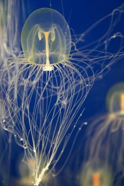 immort-jellyfish1