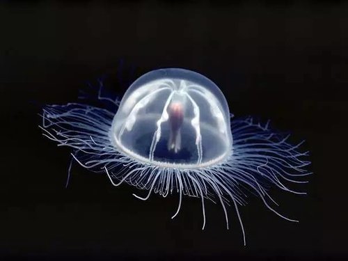 immort-jellyfish3