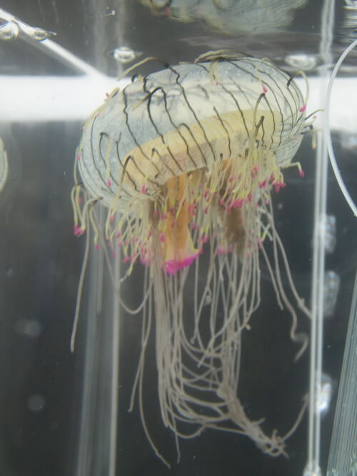 flower-hat-jellyfish2